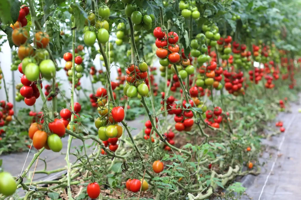 Bio-Tomaten