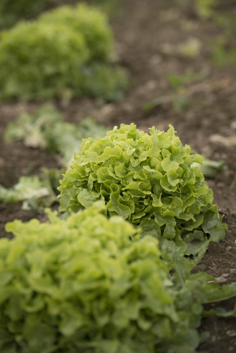 Frisch geerntete Bio-Salate direkt vom Acker