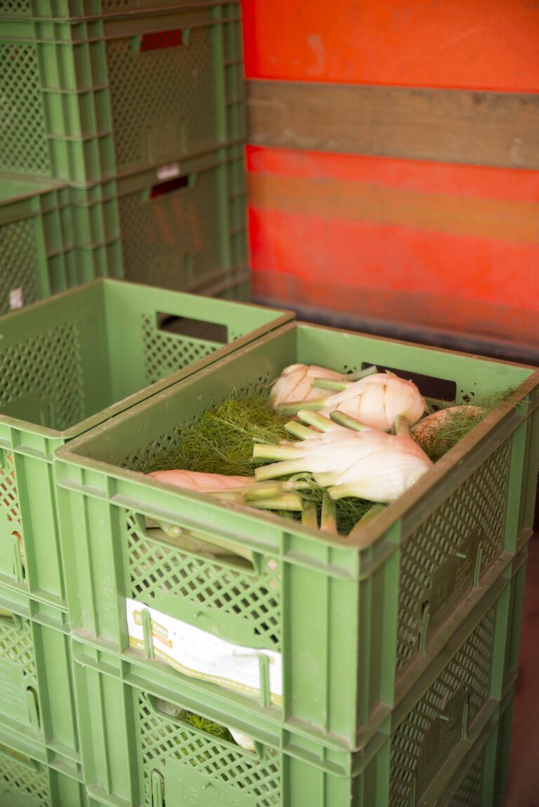 Frische Fenchel-Ernte auf dem Biohof Knaus