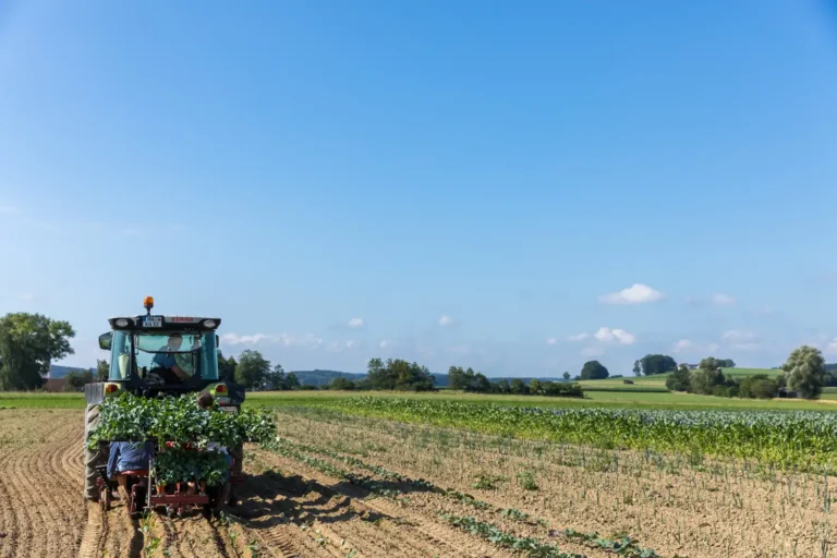 Biohof-Knaus: Setzlinge setzen