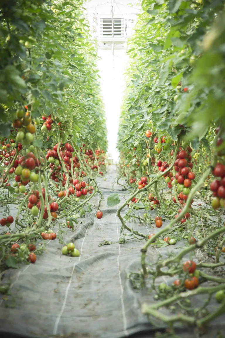 Frische Bio-Tomaten vom Biohof Knaus in Mussenhausen