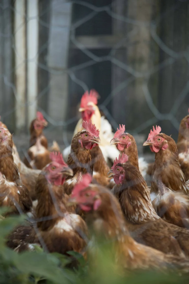 Bio-Legehenne auf dem Gelände des Biohofs Knaus