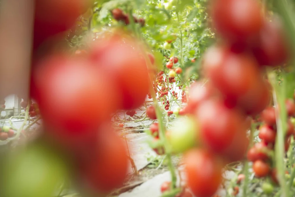 BiohofKnaus_Tomaten-aus-Mussenhausen